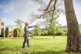 How Our Tree Care Process Works  in  Snyderville, UT