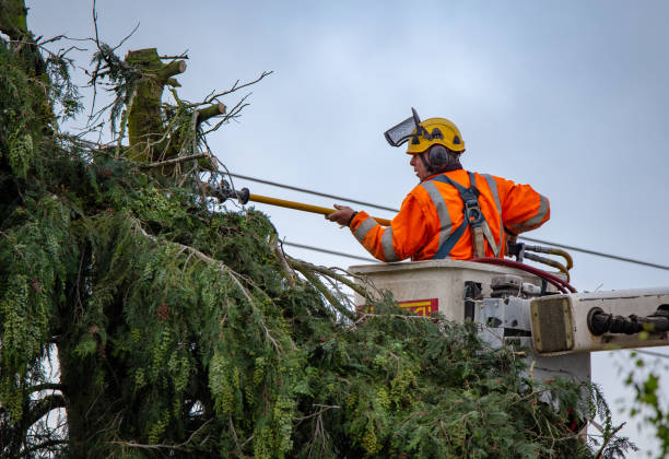 Trusted Snyderville, UT Tree Care Experts