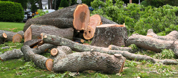 How Our Tree Care Process Works  in  Snyderville, UT